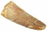 Fossil Spinosaurus Tooth - Real Dinosaur Tooth #239283-1